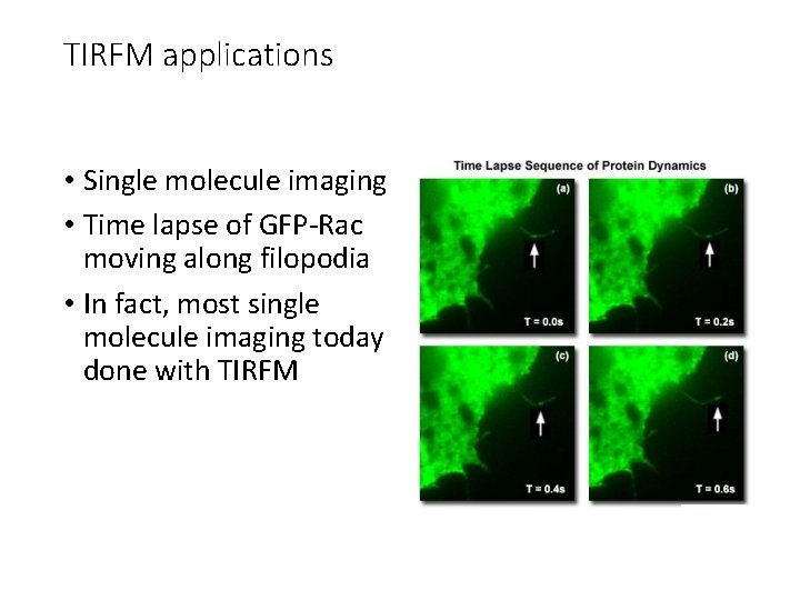 TIRFM applications • Single molecule imaging • Time lapse of GFP-Rac moving along filopodia