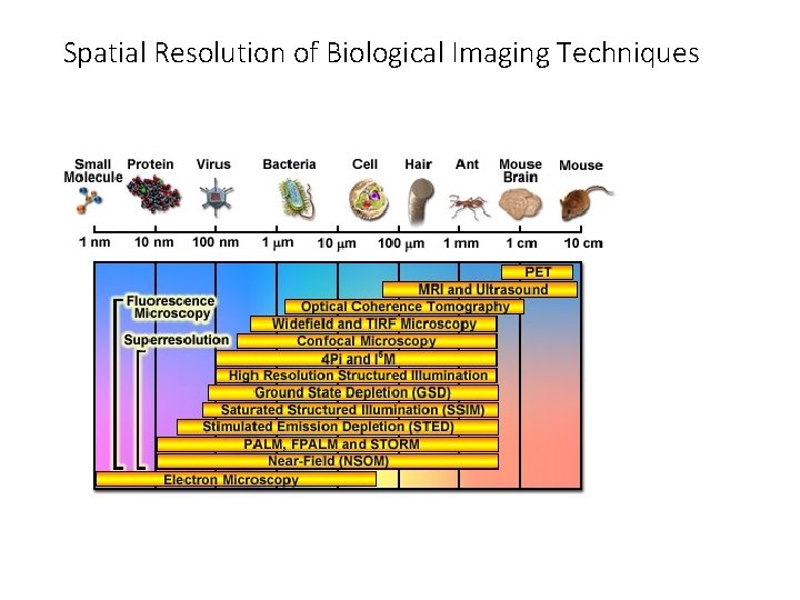 Spatial Resolution of Biological Imaging Techniques 