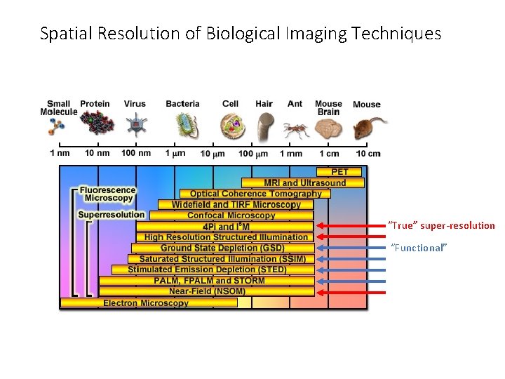 Spatial Resolution of Biological Imaging Techniques “True” super-resolution “Functional” 