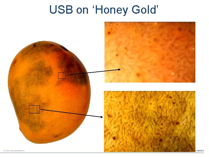 USB on ‘Honey Gold’ 