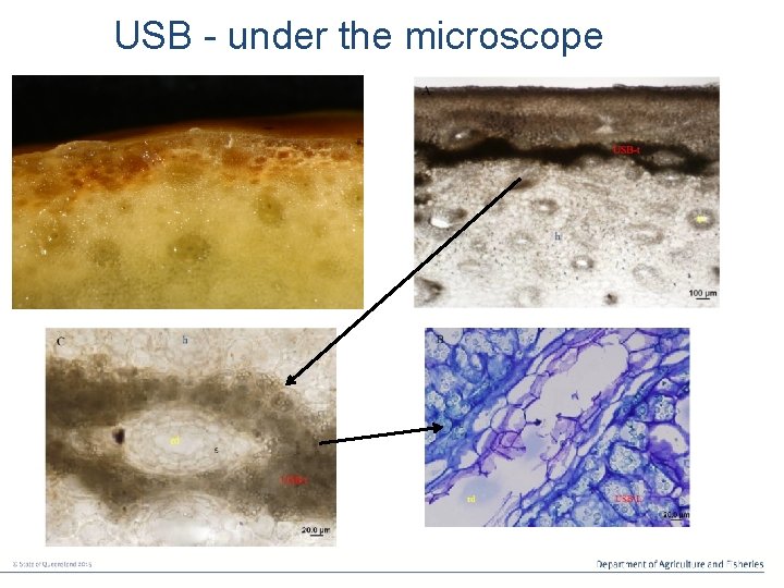 USB - under the microscope USB affected area 