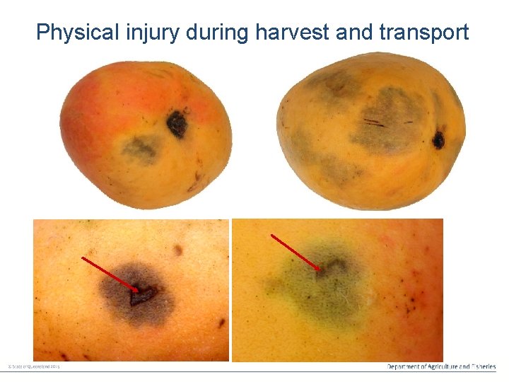 Physical injury during harvest and transport 