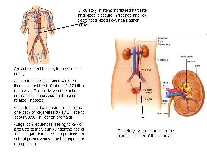 Circulatory system: increased hart rate and blood pressure, hardened arteries, decreased blood flow, heart