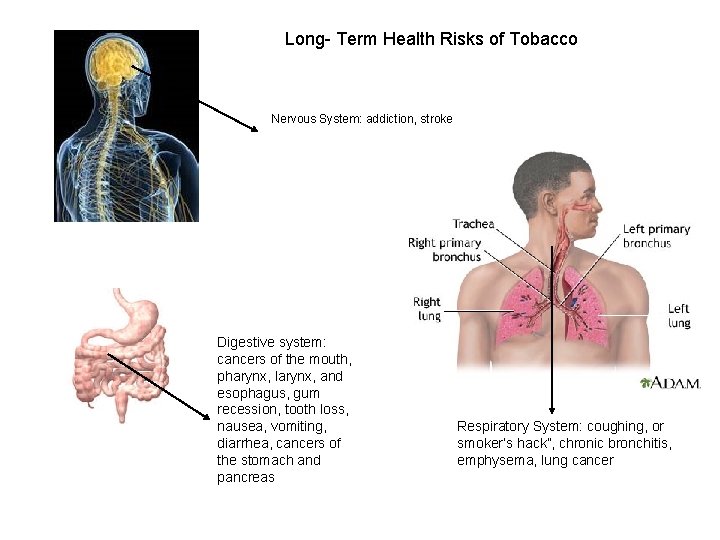 Long- Term Health Risks of Tobacco Nervous System: addiction, stroke Digestive system: cancers of