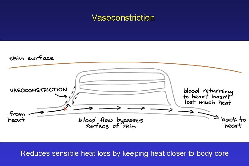 Vasoconstriction Reduces sensible heat loss by keeping heat closer to body core 