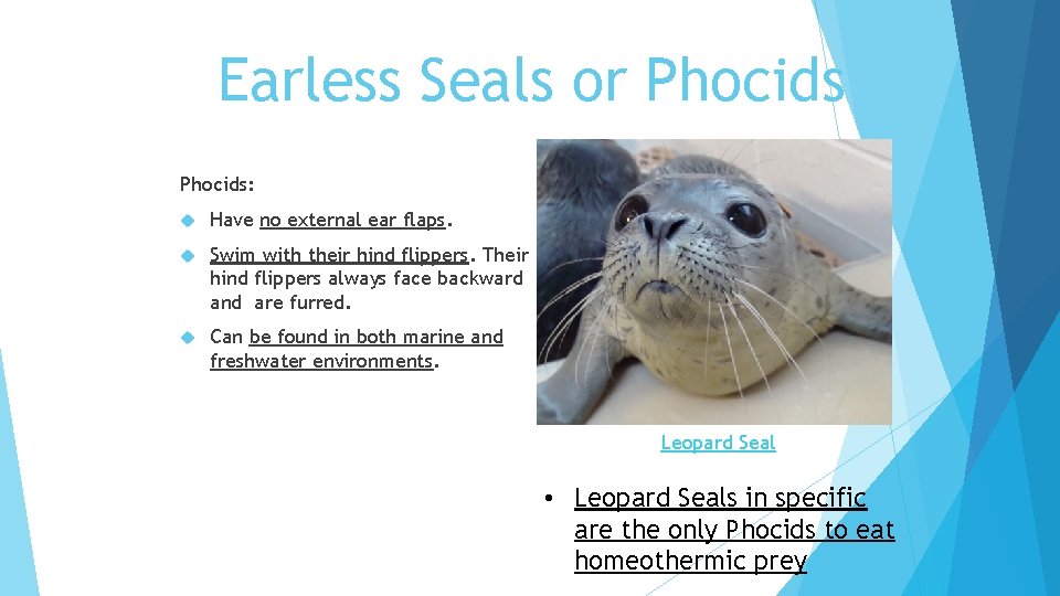 Earless Seals or Phocids: Have no external ear flaps. Swim with their hind flippers.