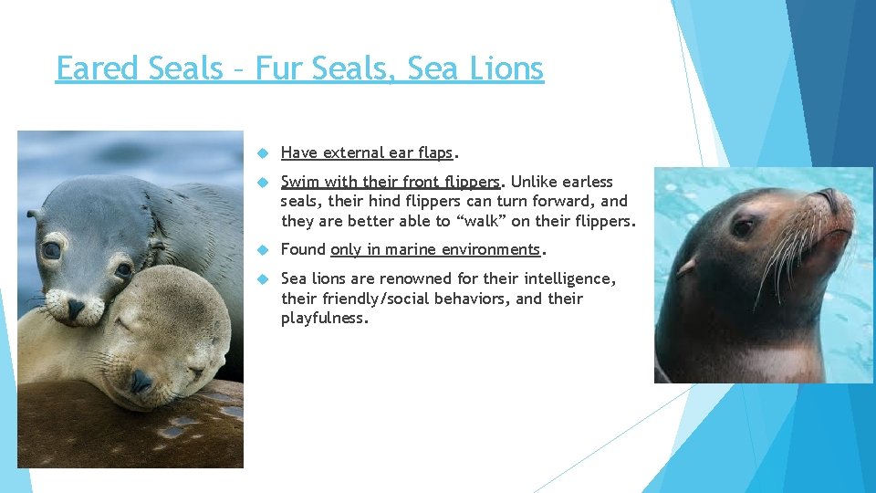 Eared Seals – Fur Seals, Sea Lions Have external ear flaps. Swim with their