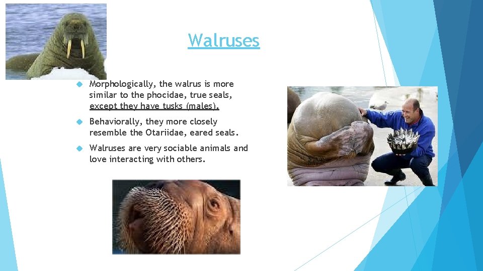 Walruses Morphologically, the walrus is more similar to the phocidae, true seals, except they