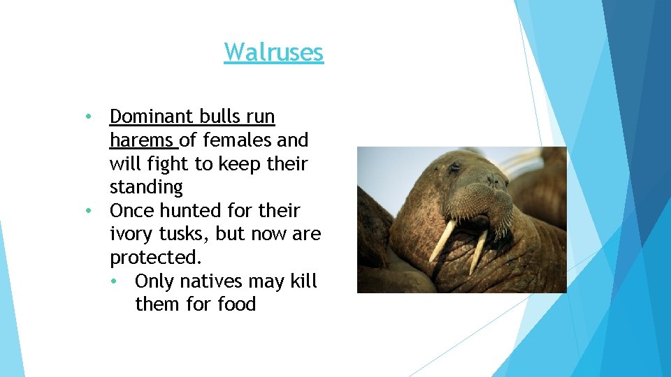 Walruses • Dominant bulls run harems of females and will fight to keep their