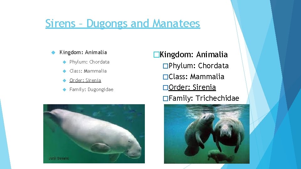 Sirens – Dugongs and Manatees Kingdom: Animalia Phylum: Chordata Class: Mammalia Order: Sirenia Family: