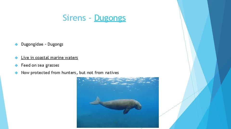 Sirens - Dugongs Dugongidae – Dugongs Live in coastal marine waters Feed on sea