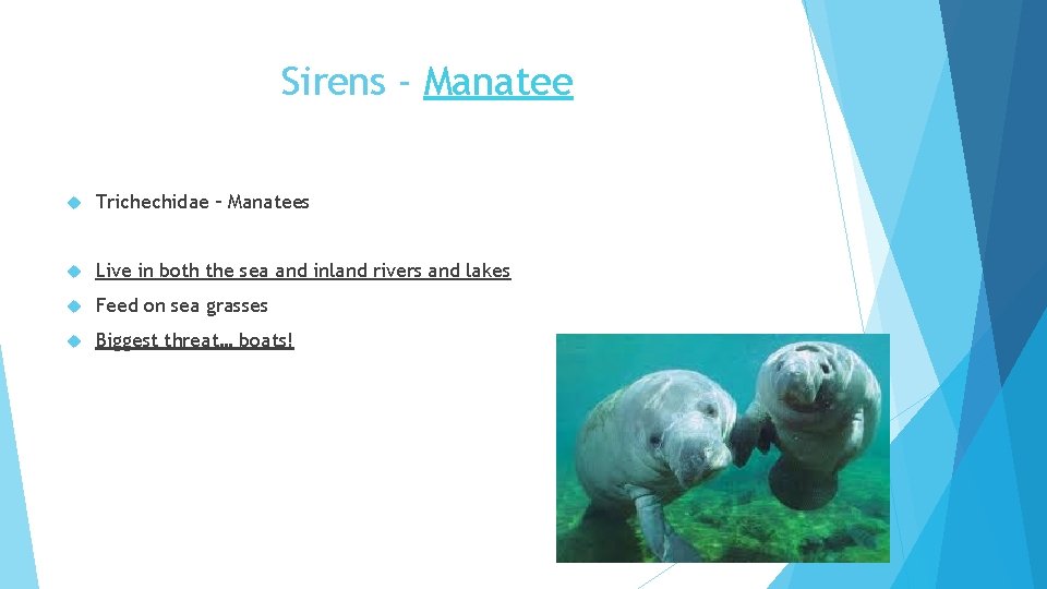 Sirens - Manatee Trichechidae – Manatees Live in both the sea and inland rivers