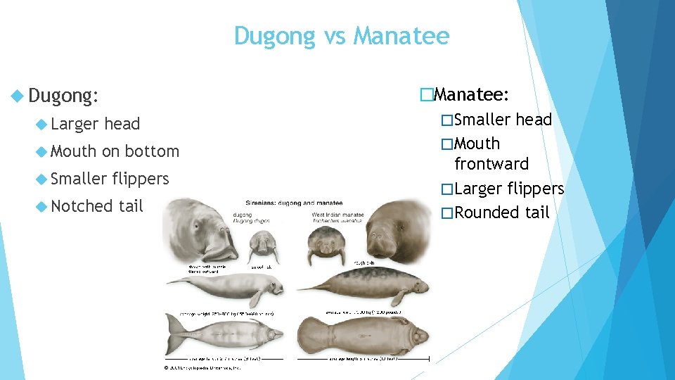 Dugong vs Manatee Dugong: Larger head Mouth on bottom Smaller flippers Notched tail �Manatee: