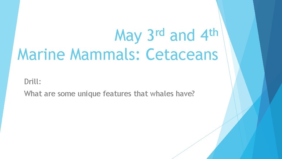 rd 3 May and Marine Mammals: Cetaceans Drill: What are some unique features that