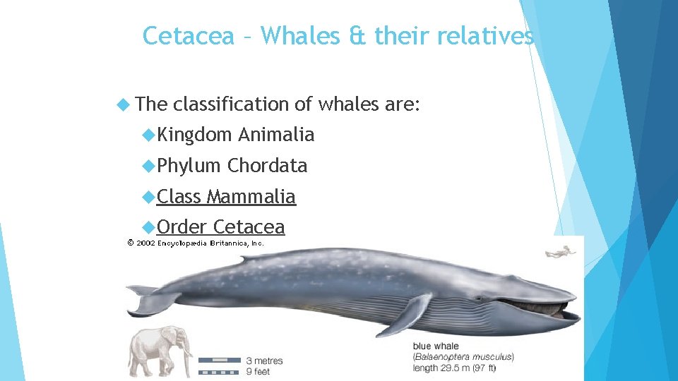 Cetacea – Whales & their relatives The classification of whales are: Kingdom Phylum Class