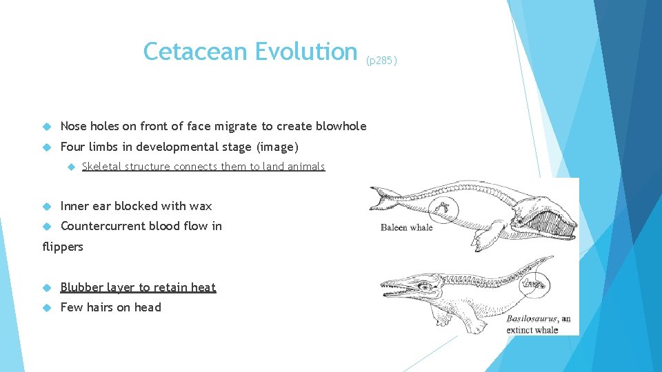 Cetacean Evolution (p 285) Nose holes on front of face migrate to create blowhole
