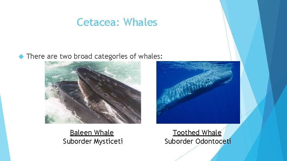 Cetacea: Whales There are two broad categories of whales: Baleen Whale Suborder Mysticeti Toothed