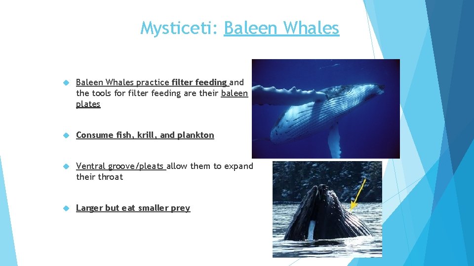 Mysticeti: Baleen Whales practice filter feeding and the tools for filter feeding are their