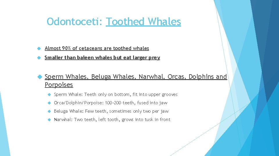 Odontoceti: Toothed Whales Almost 90% of cetaceans are toothed whales Smaller than baleen whales