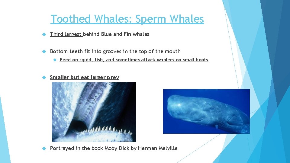 Toothed Whales: Sperm Whales Third largest behind Blue and Fin whales Bottom teeth fit