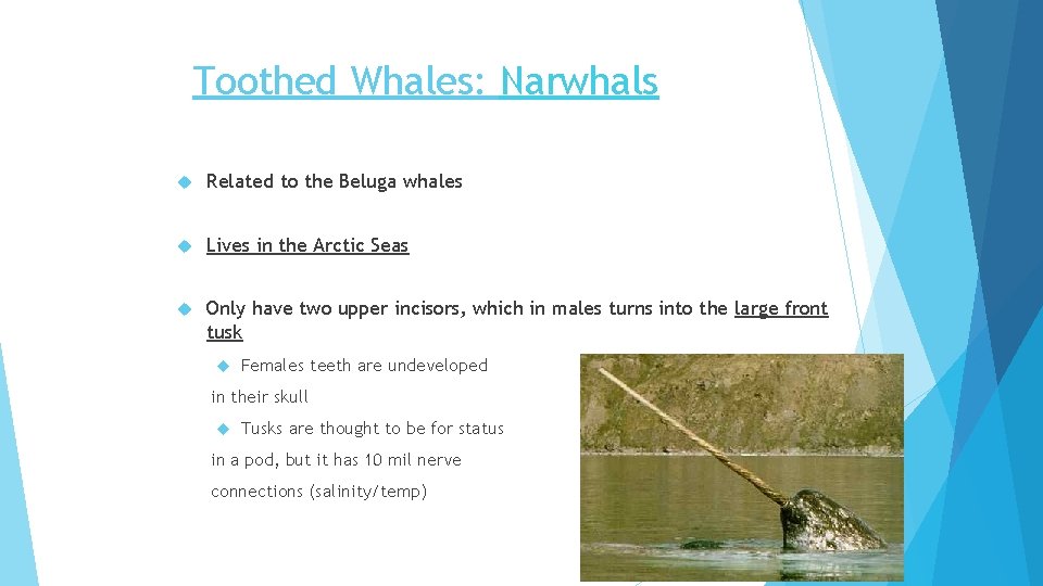Toothed Whales: Narwhals Related to the Beluga whales Lives in the Arctic Seas Only