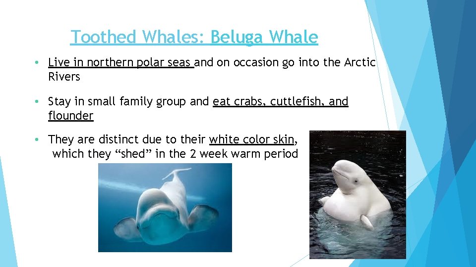 Toothed Whales: Beluga Whale • Live in northern polar seas and on occasion go