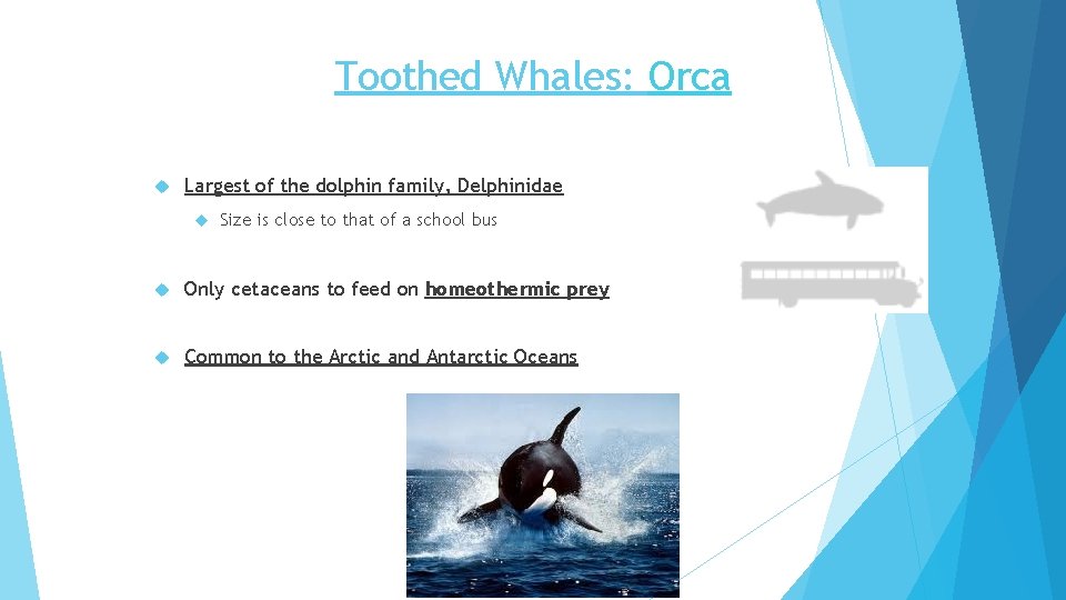 Toothed Whales: Orca Largest of the dolphin family, Delphinidae Size is close to that