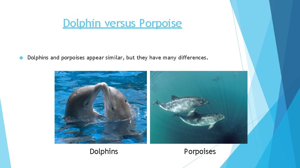 Dolphin versus Porpoise Dolphins and porpoises appear similar, but they have many differences. Dolphins