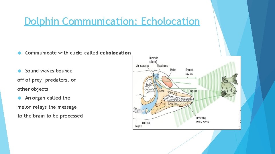 Dolphin Communication: Echolocation Communicate with clicks called echolocation Sound waves bounce off of prey,