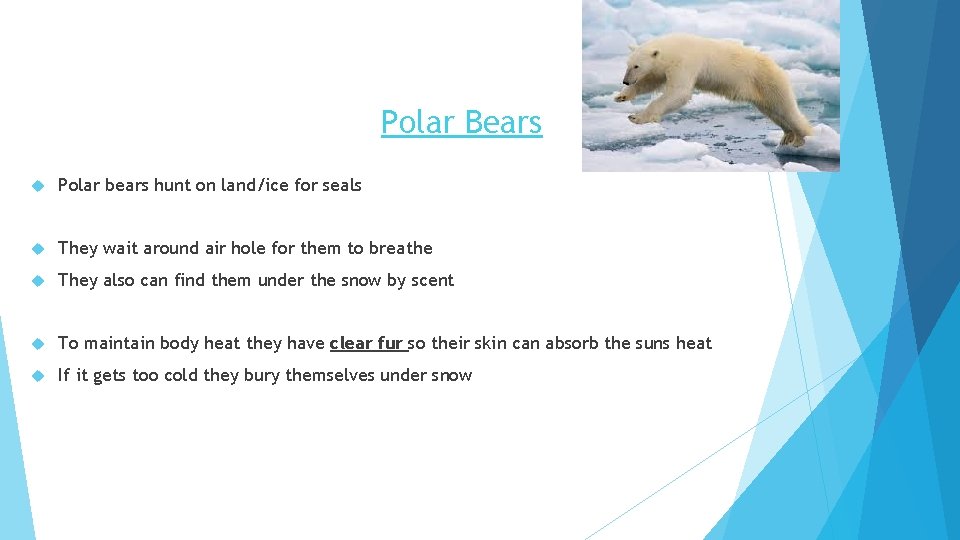 Polar Bears Polar bears hunt on land/ice for seals They wait around air hole