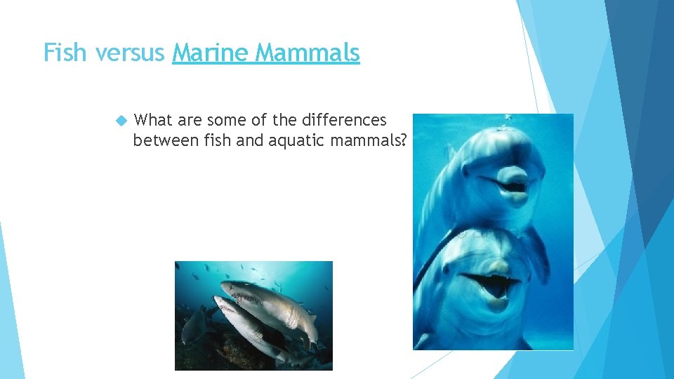 Fish versus Marine Mammals What are some of the differences between fish and aquatic