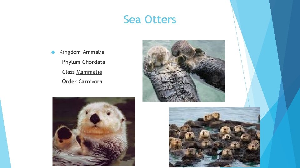 Sea Otters Kingdom Animalia Phylum Chordata Class Mammalia Order Carnivora 
