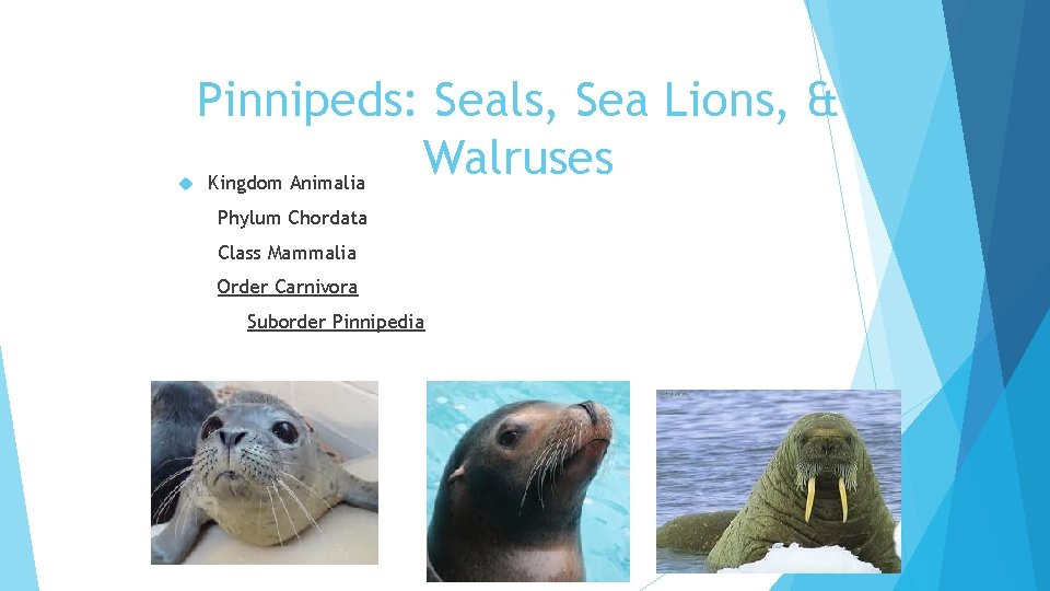  Pinnipeds: Seals, Sea Lions, & Walruses Kingdom Animalia Phylum Chordata Class Mammalia Order