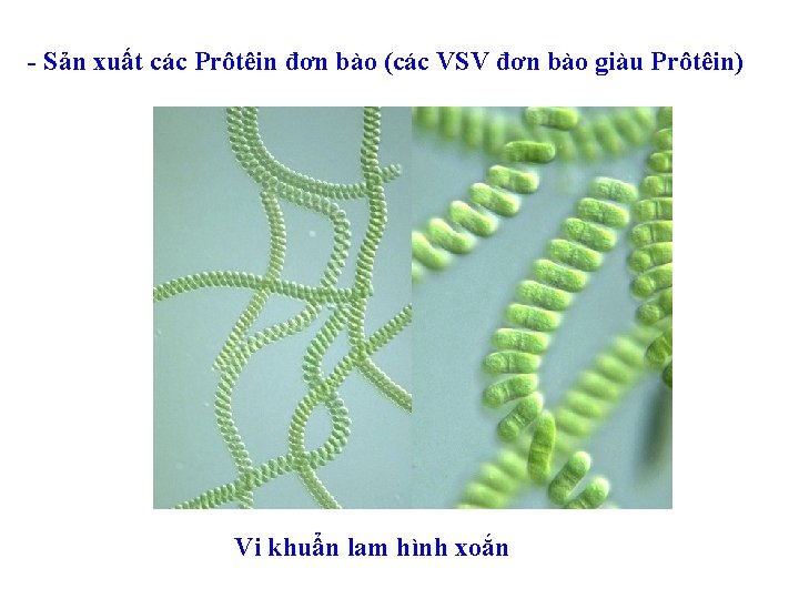 - Sản xuất các Prôtêin đơn bào (các VSV đơn bào giàu Prôtêin) Vi