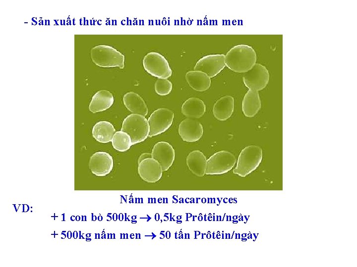 - Sản xuất thức ăn chăn nuôi nhờ nấm men VD: Nấm men Sacaromyces