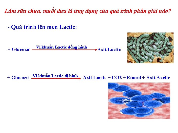 Làm sữa chua, muối dưa là ứng dụng của quá trình phân giải nào?