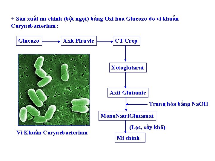 + Sản xuất mì chính (bột ngọt) bằng Oxi hóa Glucozơ do vi khuẩn