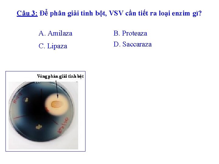 Câu 3: Để phân giải tinh bột, VSV cần tiết ra loại enzim gì?