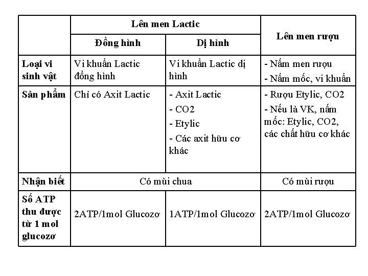 Lên men Lactic Đồng hình Loại vi sinh vật Vi khuẩn Lactic đồng hình