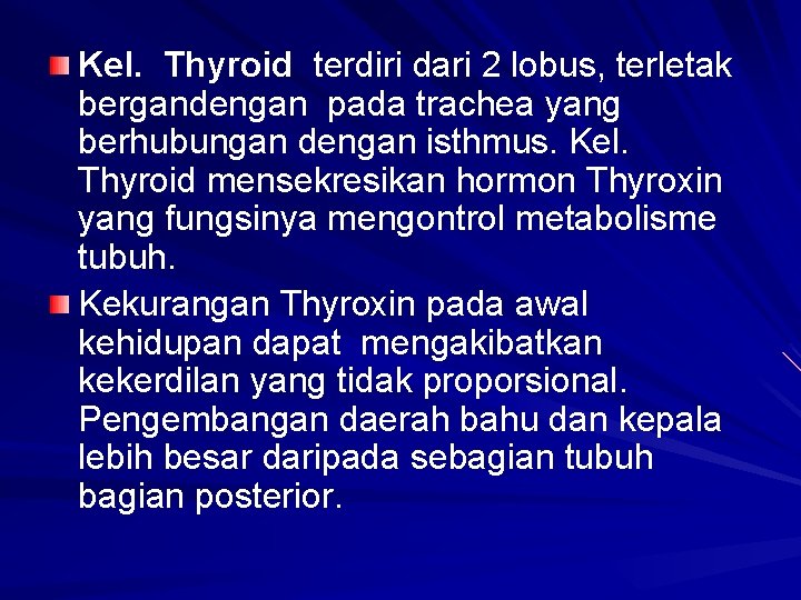 Kel. Thyroid terdiri dari 2 lobus, terletak bergandengan pada trachea yang berhubungan dengan isthmus.