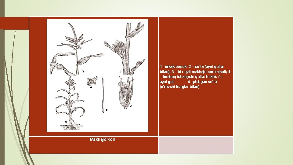  1 - erkak popuk; 2 – so`ta (ayol gullar bilan); 3 – bi