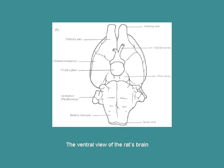 The ventral view of the rat’s brain 