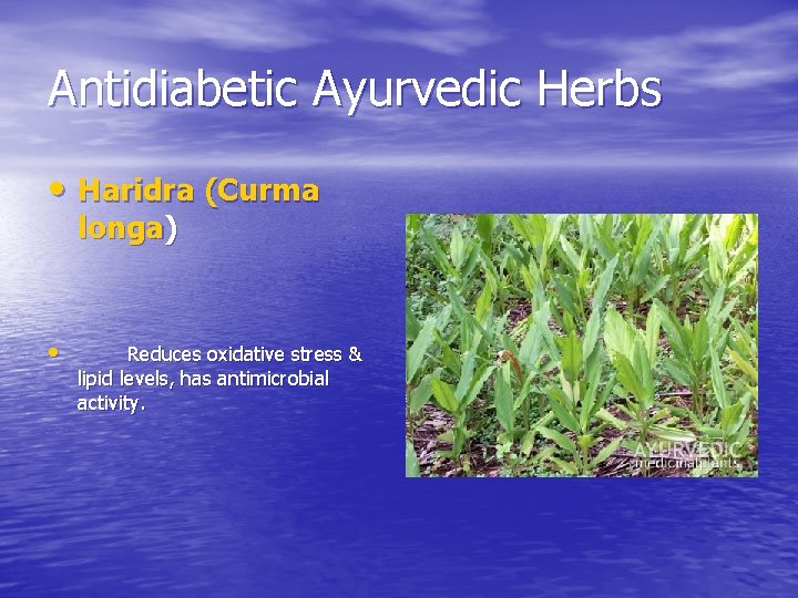 Antidiabetic Ayurvedic Herbs • Haridra (Curma longa) • Reduces oxidative stress & lipid levels,