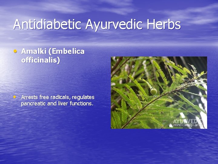 Antidiabetic Ayurvedic Herbs • Amalki (Embelica officinalis) • Arrests free radicals, regulates pancreatic and