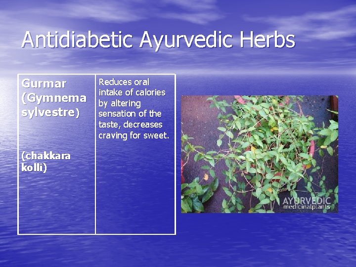 Antidiabetic Ayurvedic Herbs Gurmar (Gymnema sylvestre) (chakkara kolli) Reduces oral intake of calories by