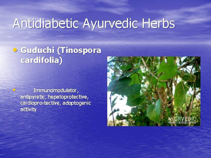 Antidiabetic Ayurvedic Herbs • Guduchi (Tinospora cardifolia) • Immunomodulator, antipyretic, hepatoprotective, cardiopro-tective, adoptogenic activity