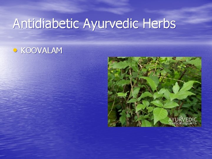 Antidiabetic Ayurvedic Herbs • KOOVALAM 