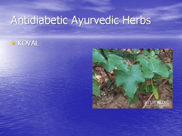 Antidiabetic Ayurvedic Herbs • KOVAL 