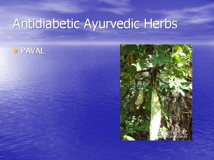 Antidiabetic Ayurvedic Herbs • PAVAL 