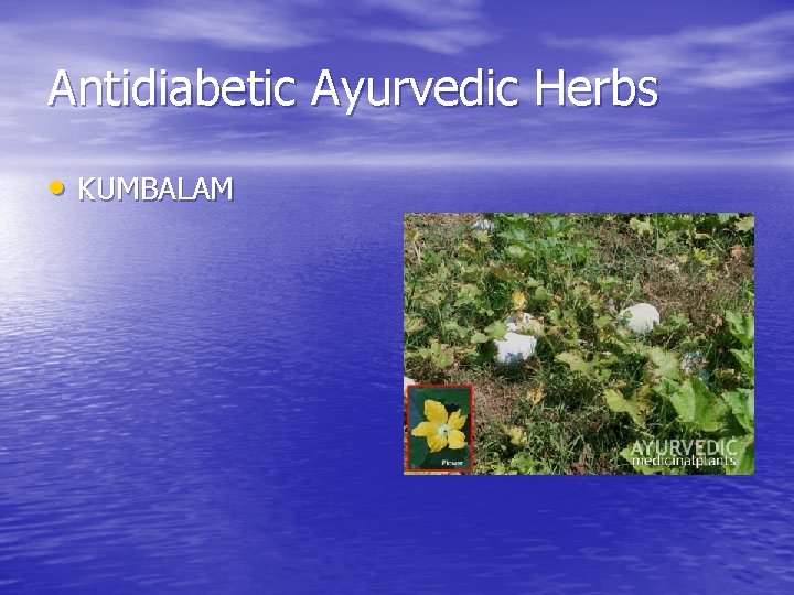 Antidiabetic Ayurvedic Herbs • KUMBALAM 